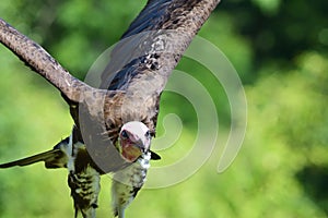 Hooded vulture necrosyrtes monachus