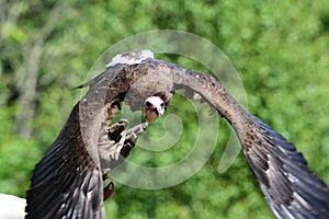 Hooded vulture necrosyrtes monachus