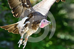 Hooded vulture necrosyrtes monachus