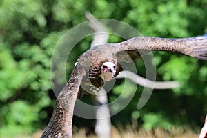 Hooded vulture necrosyrtes monachus