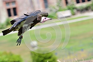 Hooded vulture necrosyrtes monachus