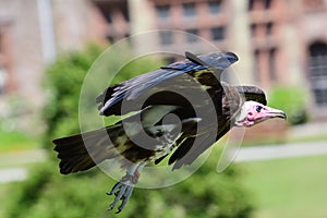 Hooded vulture necrosyrtes monachus