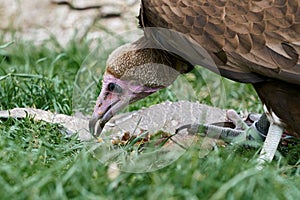 A Hooded Vulture Necrosyrtes monachus