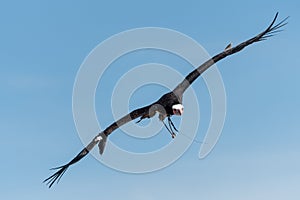 Hooded vulture necrosyrtes monachus