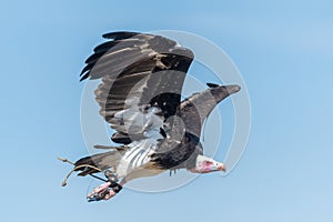 Hooded vulture necrosyrtes monachus