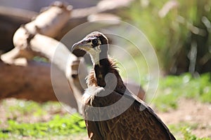 Hooded vulture Necrosyrtes monachus 2