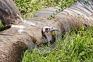 Hooded vulture (Necrosyrtes monachus)