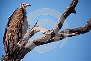 Hooded Vulture (Necrosyrtes monachus)