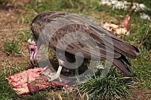 Hooded vulture (Necrosyrtes monachus).