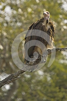 Hooded vulture (Necrosyrtes monachus)