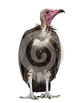 Hooded vulture - Necrosyrtes monachus