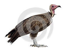 Hooded vulture - Necrosyrtes monachus