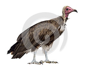 Hooded vulture - Necrosyrtes monachus