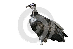 Hooded vulture, Necrosyrtes monachus