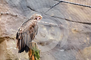 Hooded Vulture Necrosyrtes monachus bird in the Zoo