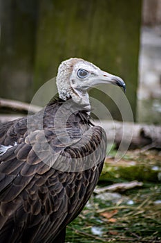 Hooded Vulture Necrosyrtes monachus close-up