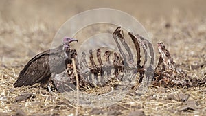 Hooded Vulture Feeding on Carcass