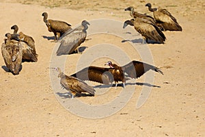 The hooded vulture Necrosyrtes monachus lands among other vultures on the river bank. Landing vulture with wings spread