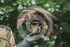 Hooded vulture, an Old World vulture in the order Accipitriformes in the birdshow. Portrait photo