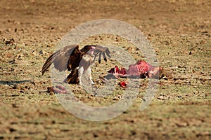 Hooded Vulture - Necrosyrtes monachus  Old World vulture in the order Accipitriformes, brown birds with pink red head feeds on