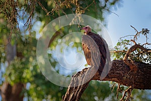 Hooded Vulture - Necrosyrtes monachus  Old World vulture in the order Accipitriformes, which also includes eagles, kites, buzzards