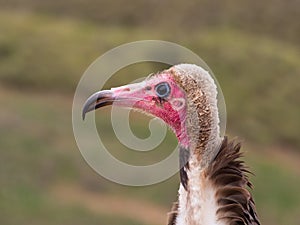 Hooded vulture (Necrosyrtes monachus) portrait