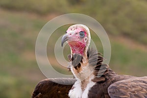 Hooded vulture (Necrosyrtes monachus) portrait