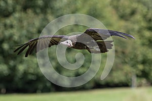 Hooded vulture Necrosyrtes monachus scavenger bird flying