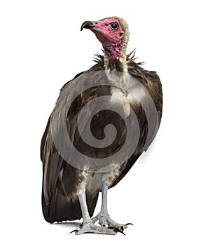 Hooded vulture - Necrosyrtes monachus photo