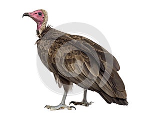 Hooded vulture - Necrosyrtes monachus photo