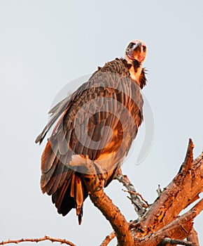Hooded vulture perched in early morning light Kruger Park
