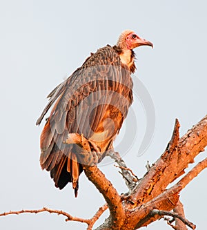 Hooded vulture perched in early morning light Kruger Park