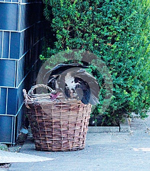 A hooded vulture rummaging through rubbish for food, Necrosyrtes monachus