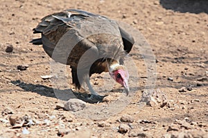 Hooded vulture in search of food. Bird of prey, scavenger