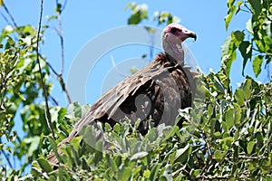 Hooded Vulture sitting ion a tree