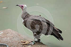 Hooded vulture (Necrosyrtes monachus). photo