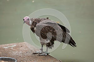 Hooded vulture (Necrosyrtes monachus). photo