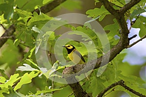 Hooded Warbler  807930