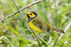 Hooded warbler perching on a twig