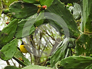 Hooded Warbler, Setophaga citrin. Perched on a cactus.