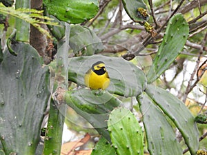 Hooded Warbler, Setophaga citrin. Perched on a cactus.