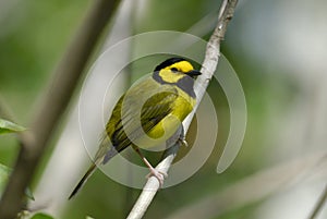 Hooded Warbler ( Wilsonia citrina )