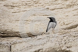 Hooded Wheatear - Tomas Ruginis bird sits on a sand rock