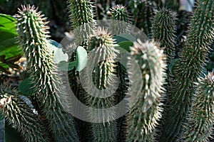 Hoodia gordonii cactus plant succulent