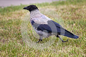 Hoodie crow, grey crow on city lawn.