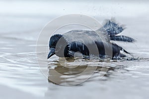 Hoodiecrow bathing in the sea