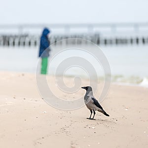 Hoodiecrow at the beach with a blurry person in background