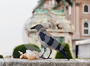 Hoodiecrow having dinner - Buda Castle - Budapest