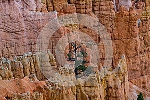 Hoodoos in in Bryce Canyon National Park, Utah