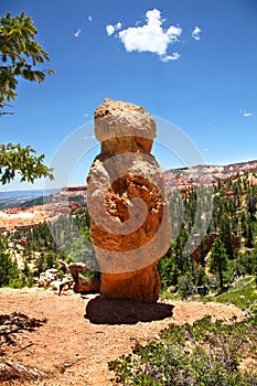 Hoodoos and Ponderosa Pines in Bryce Canyon National Park